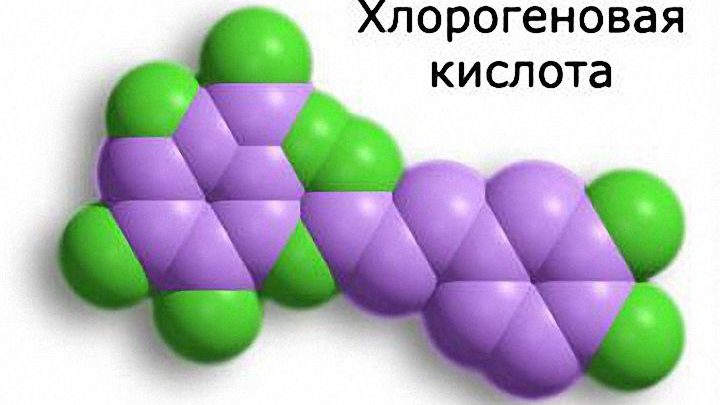 Хлорогеновая кислота и похудение